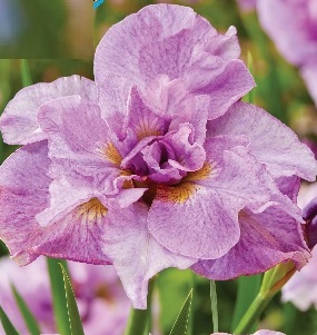 Ирис сибирский Пинк Парфейт /Iris sibirica Pink Parfait P1.5