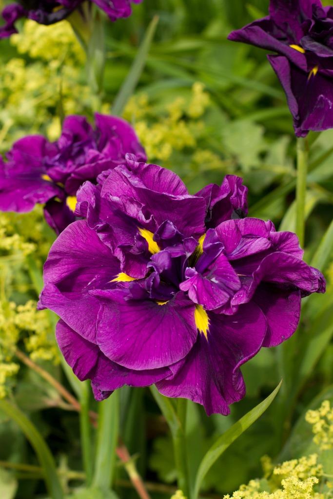 Ирис мечевидный (японский) Эйеленс Дрим/Iris Ensata Eileens Dream Р1,5