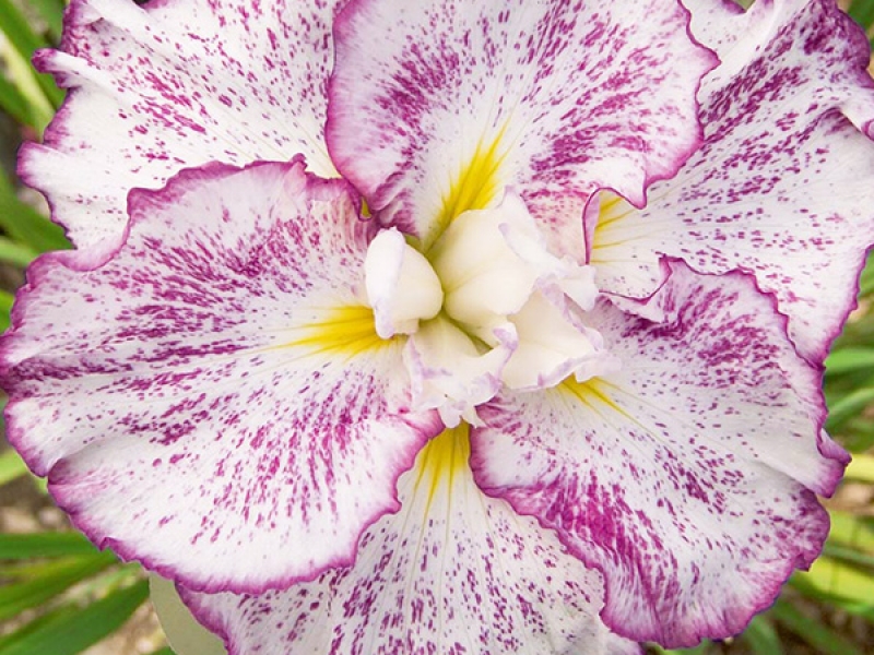 Ирис мечевидный (японский) Фреклд Гейша/Iris Ensata Freckled Geisha Р1,5