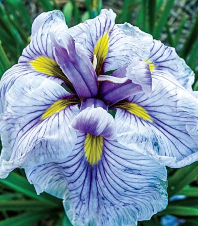 Ирис мечевидный (японский) Грейвудс Катрина/Iris Ensata Greywoods Catrina Р1,5
