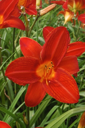 Лилейник гибридный Кемпфайр Эмберс/Hemerocallis hybrida Campfire Embers P1.5