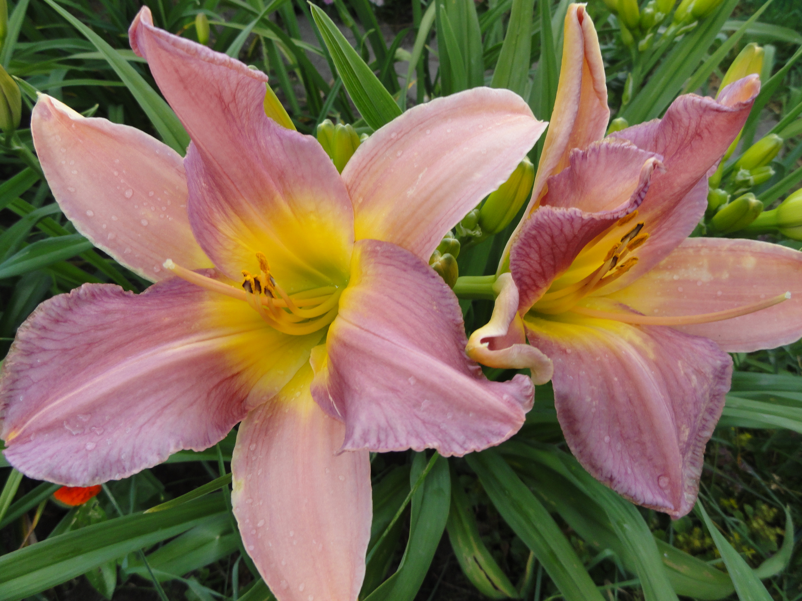 Лилейник гибридный Нил Крейн/Hemerocallis hybrida Nile Crane P1.5