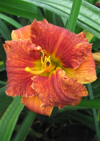 Лилейник гибридный Спейскост Фрики Тики/Hemerocallis hybridа Spacecoast Freaky Tiki P1,5