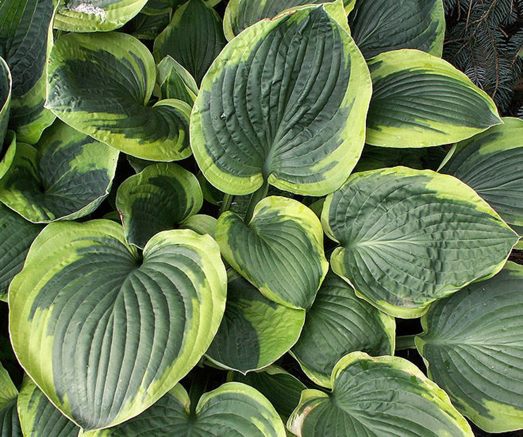 Хоста гибридная Абикуа Мунбим/Hosta hybrid Abiqua Moonbeam  Р1.5