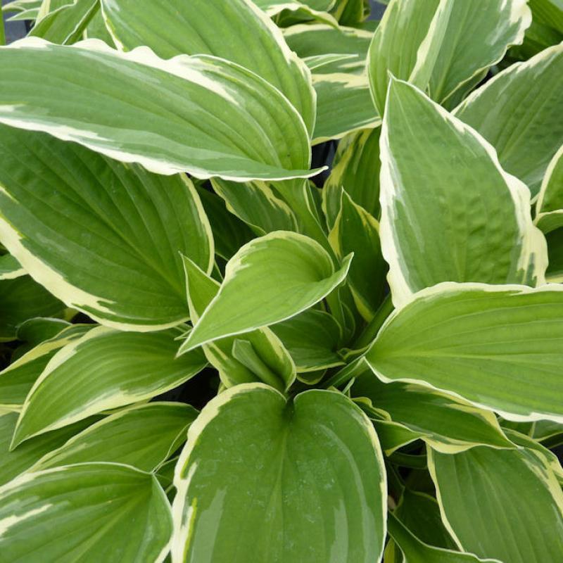 Хоста гибридная Моерхейм/Hosta hybrid Moerheim Р1.5