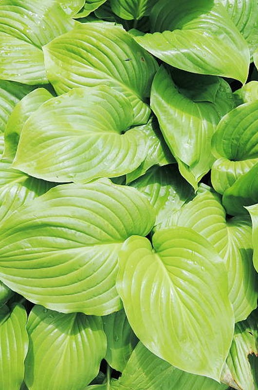Хоста гибридная Мохито/Hosta hybrid Mojito Р1.5