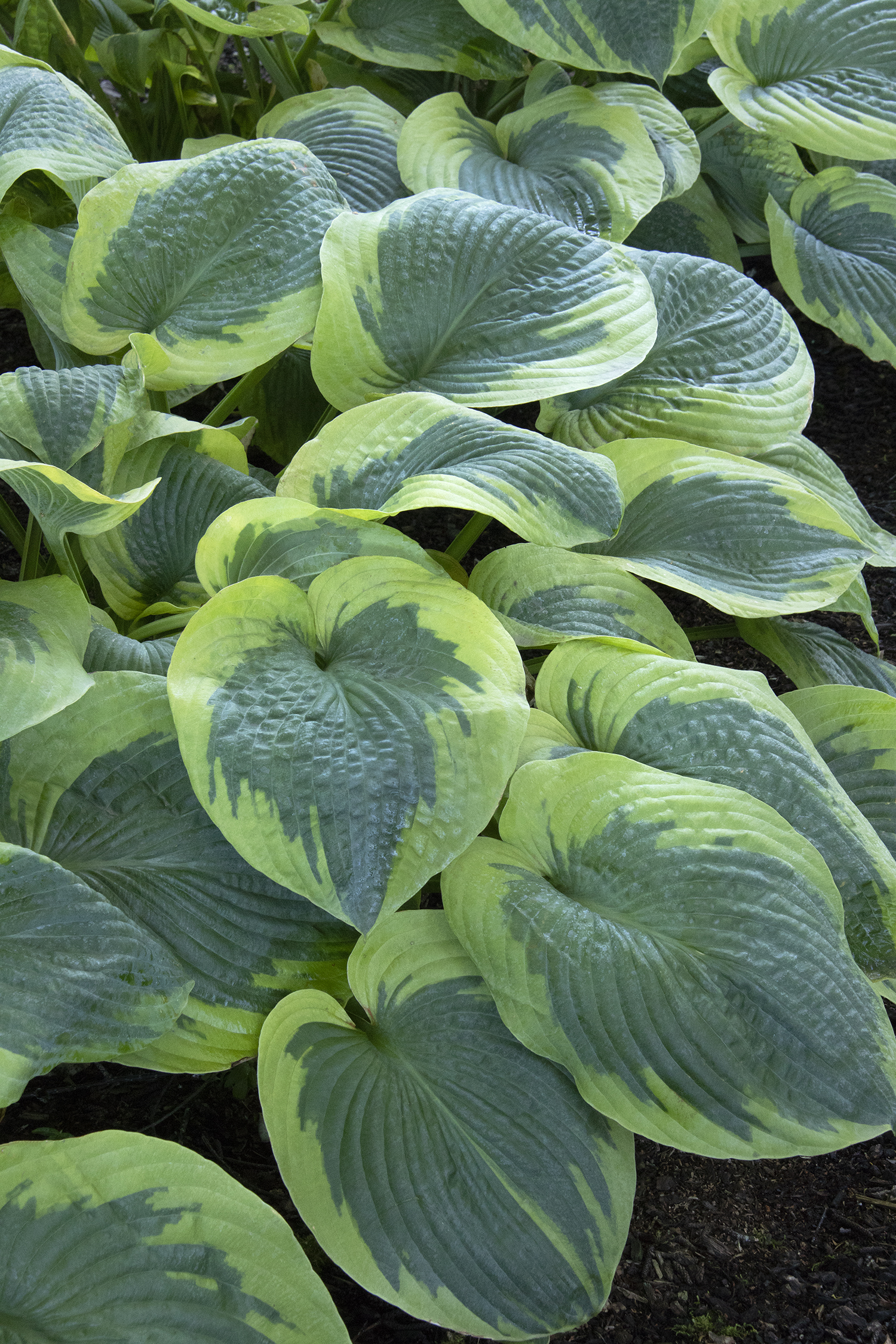 Хоста гибридная Олив Бэйли Лангдон/Hosta hybrid Olive Bailey Langdon Р1.5