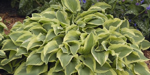 Хоста гибридная Пилигрим/Hosta hybrid Pilgrim Р1,5
