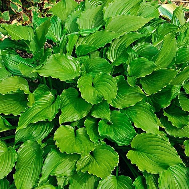 Хоста гибридная Пурпл Сенсейшен/Hosta hybrid Purple Sensation Р1,5