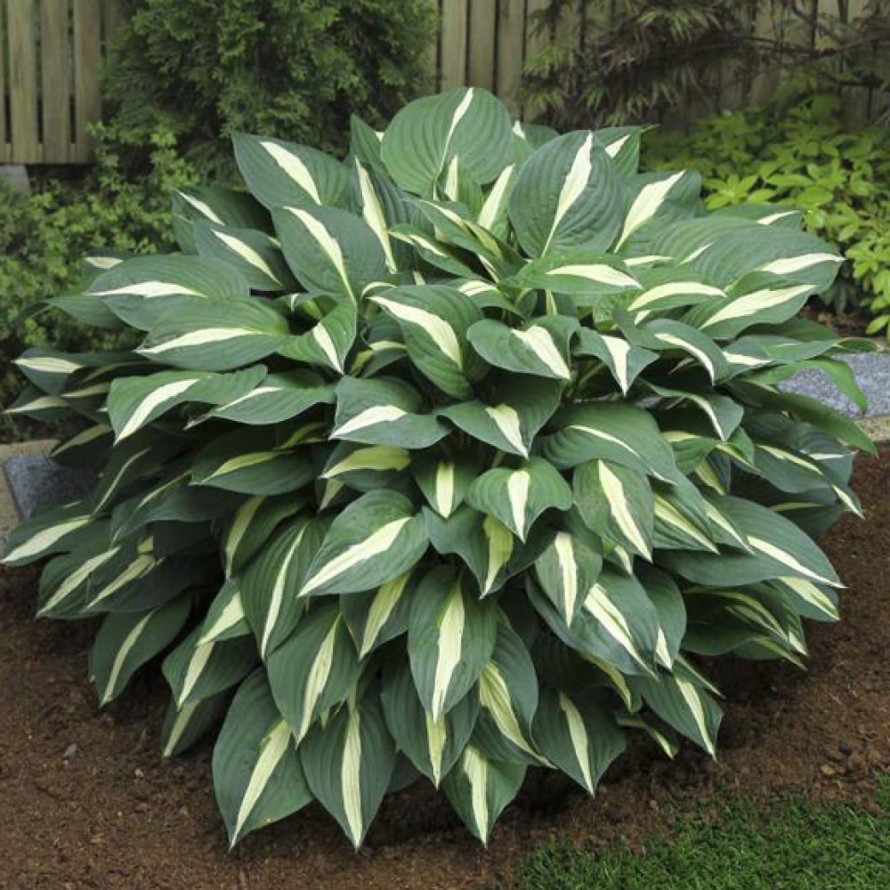 Хоста гибридная Риски Бизнес/Hosta hybrid Risky Business P1.5