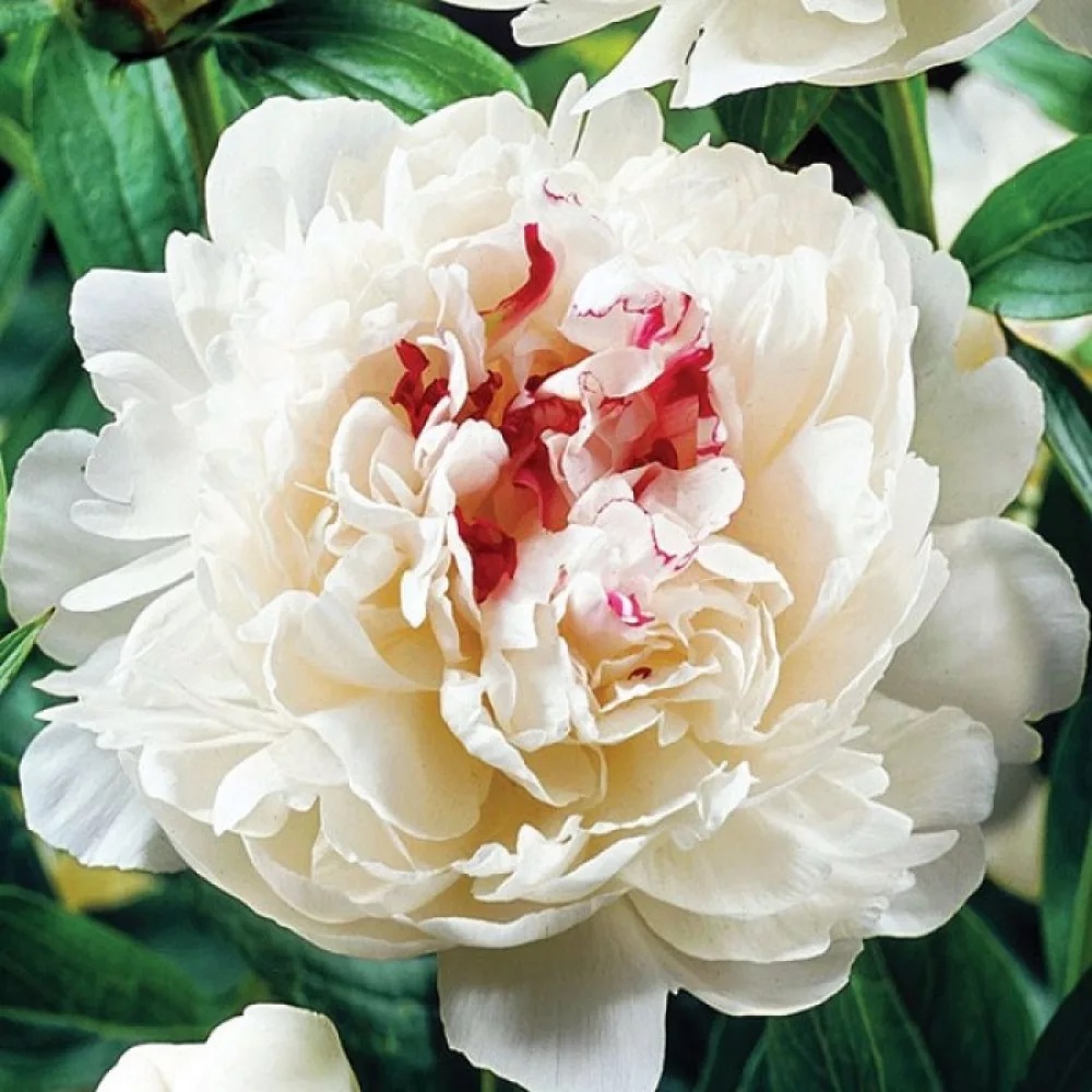 Пион молочноцветковый Фестива Максима/Paeonia  lactiflora Festiva Maxima С3