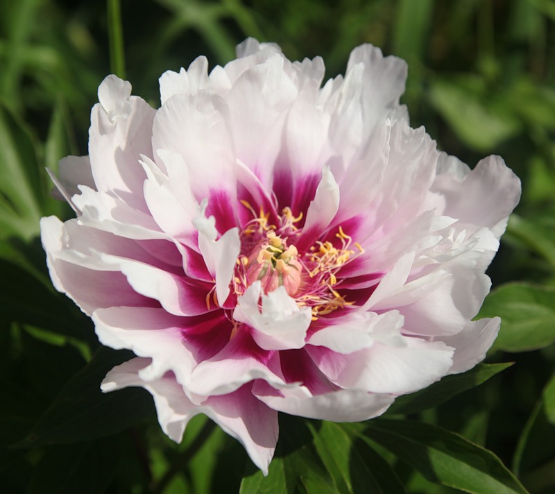 Пион ИТО-гибрид Кора Льюиз/Paeonia ito-hybrid Cora Louise С5