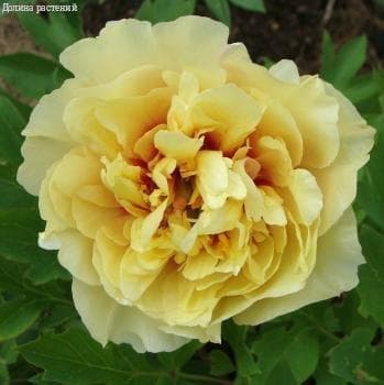 Пион ИТО-гибрид Гарден Треже/Paeonia ito-hybrid Garden Treasure С3