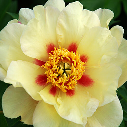 Пион ИТО гибрид Викинг Фулл Мун/Paeonia Itoh-hybrid Viking Full Moon С5