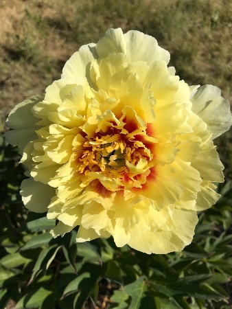 Пион ИТО гибрид Шайнин Лайт/Paeonia Itoh-hybrid Shining Light С5