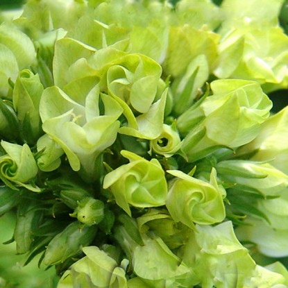 Флокс метельчатый Бабье лето/Phlox paniculata Babje Leto P1.5