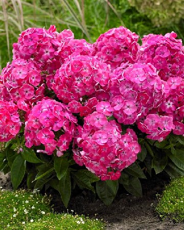 Флокс метельчатый Бамбини Свит Тарт/Phlox paniculata Bambini Sweet Tart P1.5