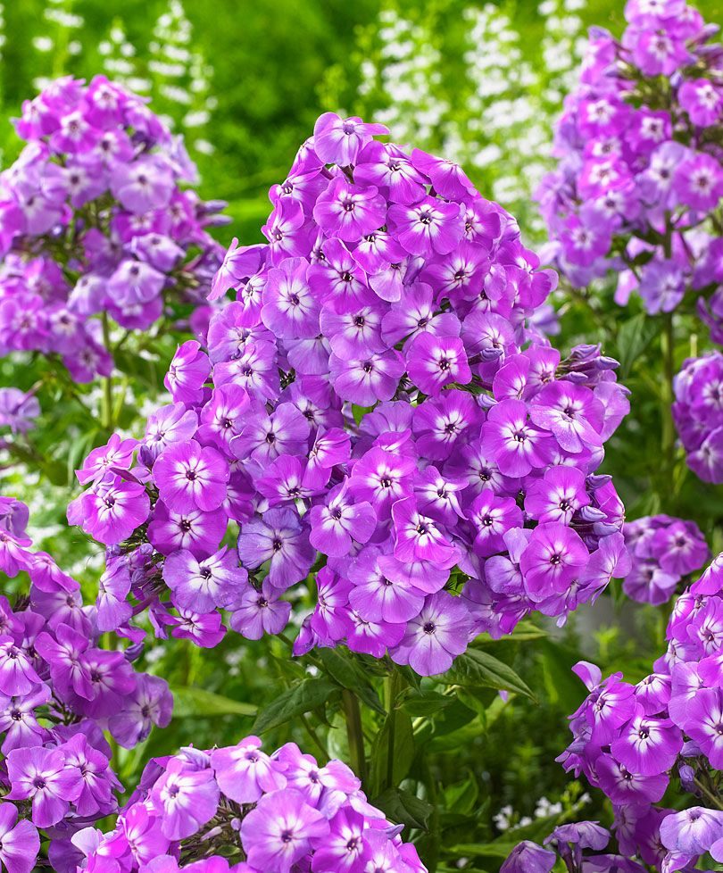 Флокс метельчатый Голиаф/Phlox paniculata Goliath P1,5