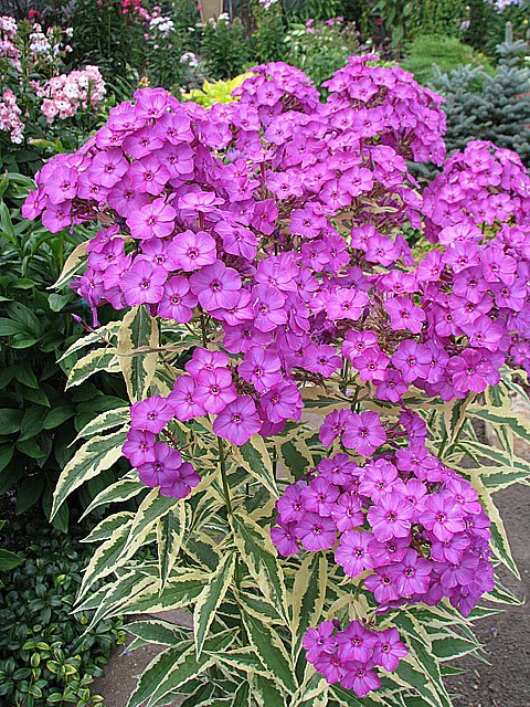 Флокс метельчатый Арлекин/Phlox paniculata Harlequin P1,5
