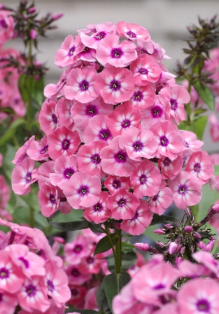 Флокс метельчатый Ларисса/Phlox paniculata Larissa Р1,5