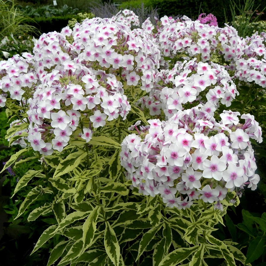 Флокс метельчатый  Нора Лей/Phlox paniculata Nora Leigh Р1,5