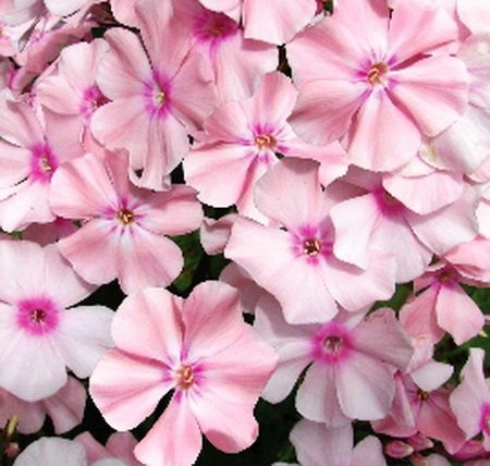 Флокс метельчатый Роза Пастель/Phlox paniculata  Rosa Pastell Р1,5