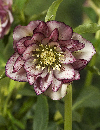 Морозник восточный Дабл Эллен Пикоти/Helleborus orientalis Double Ellen Picotee Р1.5