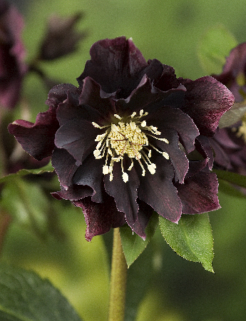 Морозник восточный Дабл Эллен Пурпул/Helleborus orientalis Double Ellen Purple Р1.5