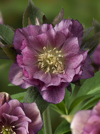 Морозник восточный Дабл Эллен Рэд/Helleborus orientalis Double Ellen Red Р1.5