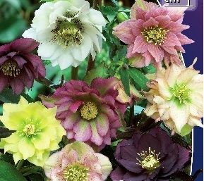 Морозник восточный Дабл Смесь/Helleborus orientalis Double Mixed Р1.5