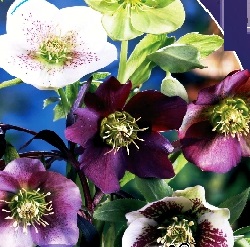 Морозник восточный Микс/Helleborus orientalis Mixed Р1.5