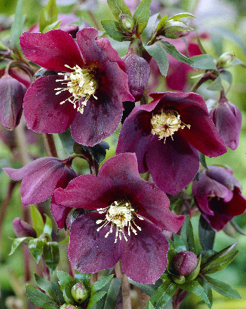 Морозник восточный Ред Леди /Helleborus orientalis Red Lady  Р1.5
