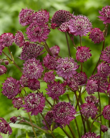 Астранция крупная Cпарклин Старс Ред/Astrantia major Sparkling Stars Red Р1.5