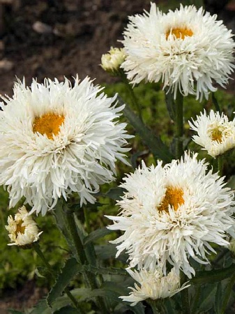 Нивяник наибольший Ласпайдер/Leucanthemum maximum Laspider P1,5