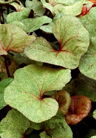 Бузульник гибридный Гарден Конфетти/Ligularia dentata Garden Confetti P1,5