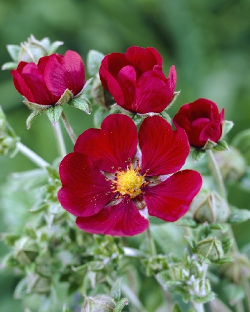 Лапчатка травянистая Рэд Джиант/Potentilla hybride Red Giant 1,5