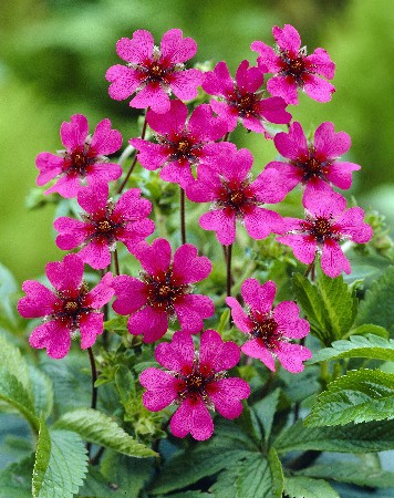 Лапчатка травянистая Рон Мак Бет/Potentilla hybride Ron Mc Beath 1,5