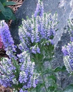 Вероника гибридная Бэйби Бомб/Veronica hybride Baby Bomb P1.5