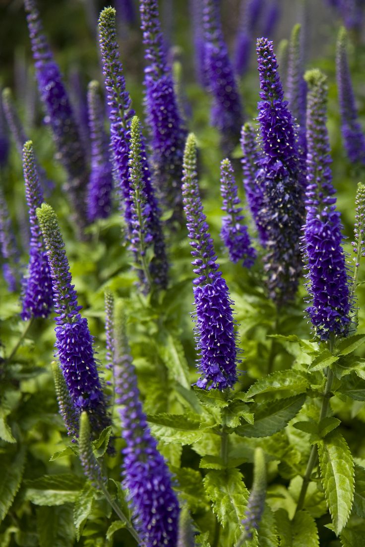 Вероника колосистая Санни Бордер Блю/Veronica spicata Sunny Border Blue С5