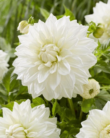 Георгина Буллз Прайд/Dahlia Bull's Pride С3