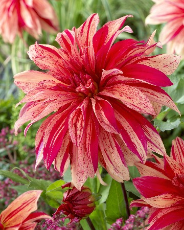 Георгина Вавилон Флеймд/Dahlia Babylon Flamed С3