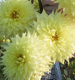 Георгина Вандез Капелла/Dahlia Wanda's Capella С3