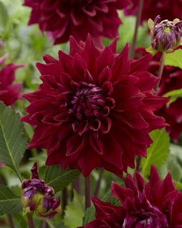 Георгина Зорро/Dahlia  Zorro С3