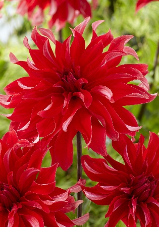 Георгина Ред Лабиринт/Dahlia Red Labyrinth С3