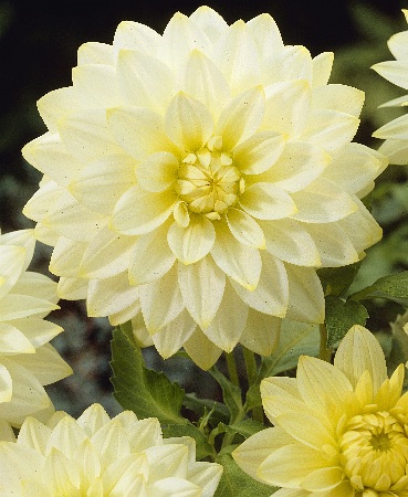 Георгина Сноубаунд/Dahlia Snowbound С3