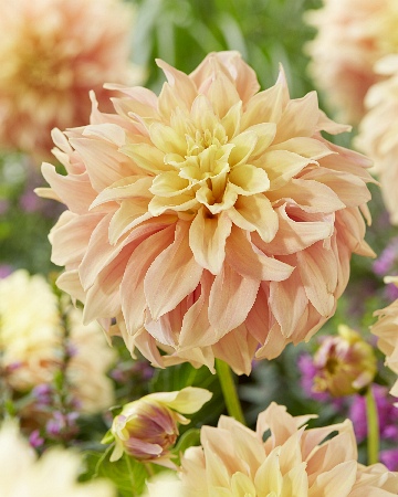 Георгина Тайрелл/Dahlia Tyrell С3