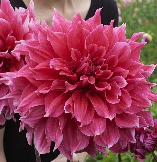 Георгина Эмори Пол/Dahlia Emory Paul С3