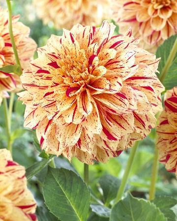 Георгина Пайнтед Мадам/Dahlia Painted Madam С3