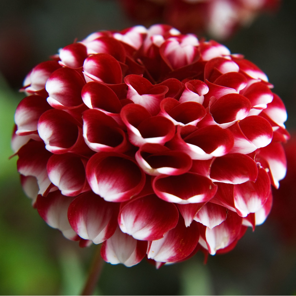 Георгина Строберри крем/Dahlia Strawberry Cream С3