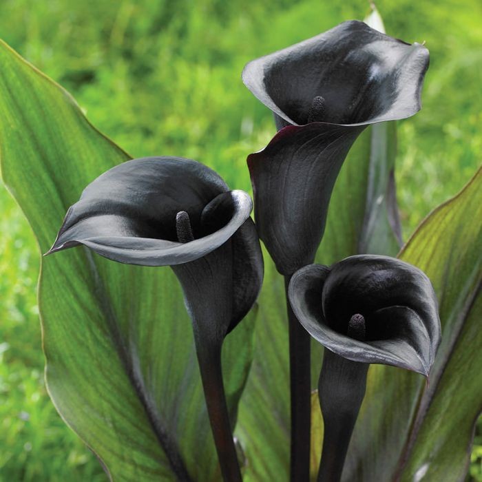 Калла Мемориес/Calla Memories Р2